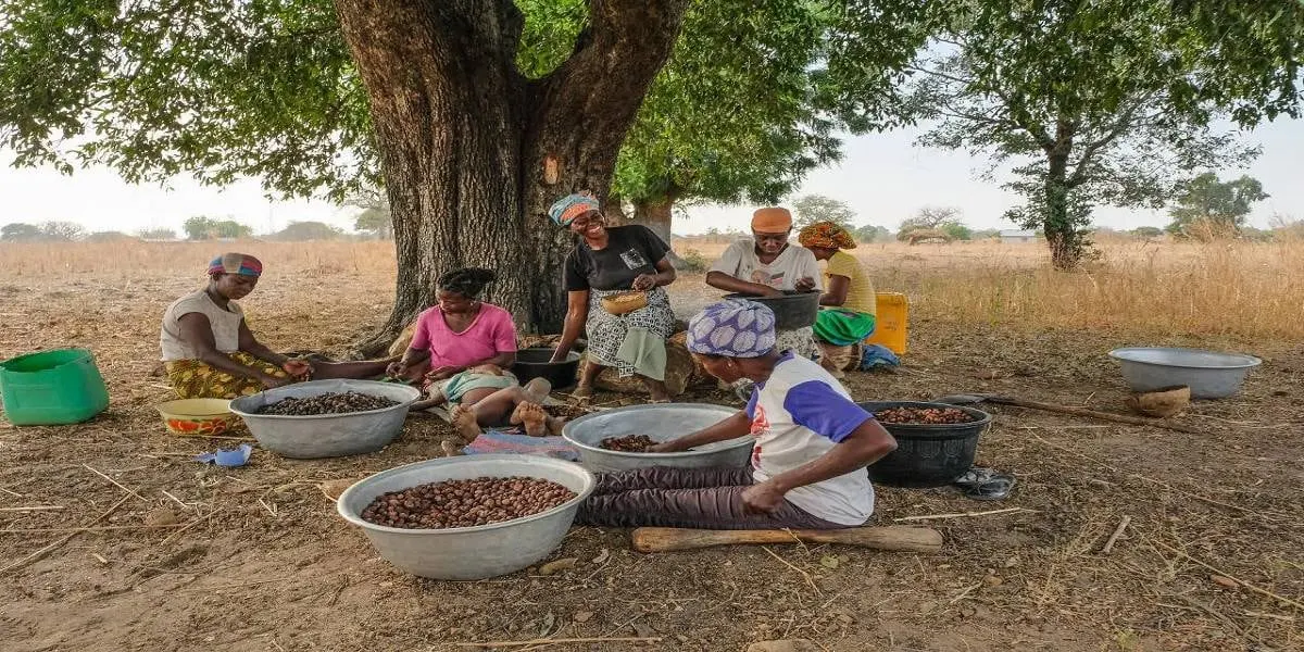Women working beneath a large shea tree in the parkland